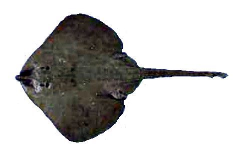 Leucoraja circularis_06.jpg